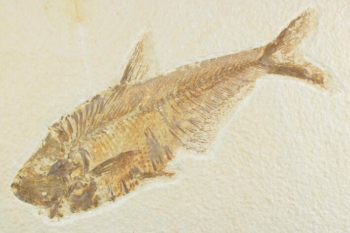 Detailed Fossil Fish (Diplomystus) - Wyoming #369520